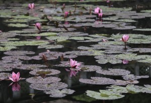 Lotus at Đinh Tien Hoang Temple